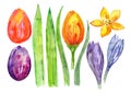 Watercolor decorative flowers, tulips and leaves, watercolor spring textures, Easter flowers theme set