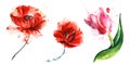 Watercolor decorative set of blooming flowers on white background. Three bright red flowers with big heads with bright paint