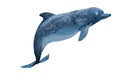 Watercolor deep blue dolphin with spots salty texture. Original hand paint illustration of sea animal, isolated on white