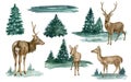 Watercolor deer in forest illustration set. Hand drawn realistic whitetail buck, doe and fawn deer compositions with