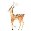 Watercolor deer full-length, Christmas cute funny fawn.