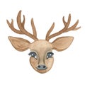 Watercolor deer head with antlers isolated on white background Royalty Free Stock Photo
