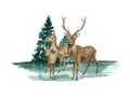 Watercolor deer herd in forest illustration. Hand painted realistic buck, doe and fawn deer sketch. Woodland landscape Royalty Free Stock Photo