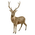 Watercolor deer illustration. Hand painted realistic buck with antlers, male deer sketch. Woodland animal drawing