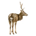 Watercolor deer illustration. Hand painted realistic stag, male deer sketch. Woodland animal drawing isolated on white Royalty Free Stock Photo