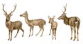 Watercolor deer illustration set. Hand drawn realistic whitetail buck, doe and fawn deer sketch. Woodland animals Royalty Free Stock Photo