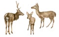 Watercolor deer illustration set. Hand painted realistic buck, doe and fawn deer sketch. Woodland animals drawing Royalty Free Stock Photo