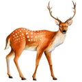 Watercolor deer isolated on white background, cute animal illustration Royalty Free Stock Photo