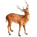 Watercolor deer isolated on white background, cute animal illustration Royalty Free Stock Photo