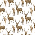 Watercolor deer seamless pattern. Hand painted realistic buck with antlers, baby fawn deer isolated on white background Royalty Free Stock Photo