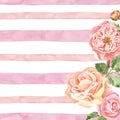 Watercolor delicate english roses on pink striped texture. White background with pink stripes and garden flowers in vinatge style