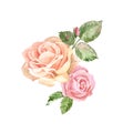 Watercolor delicate pink roses arrangement, isolated on white background. Beautiful flowers composition in vintage style Royalty Free Stock Photo