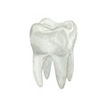 Watercolor dental illustration tooth