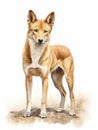 Watercolor Depiction of a Dingo with a Lean Athletic Build AI Generated