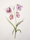 Watercolor Depiction of Fritillaria Meleagris on White Canvas AI Generated