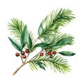 Watercolor depiction of green needle branch with seasonal red berries