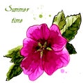 Watercolor design element hollyhock for the realization