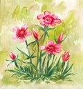 Watercolor dianthus glacialis. Vintage field illustration