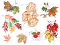 Watercolor different branch leaves on white background. Set illustration.