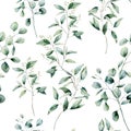 Watercolor different eucalyptus seamless pattern on white background. Hand painted isolated eucalyptus branch and leaves