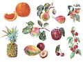 Watercolor different fruit on white background. Set illustration.