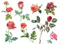 Watercolor different roses on white background. Set illustration. Royalty Free Stock Photo