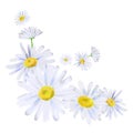 Watercolor digitally painted white daisies