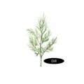 Watercolor dill on white background