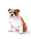 Watercolor Dog English Bulldog - Hand Painted Animals Pets Illustration isolated on withe background