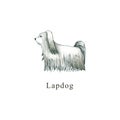 Watercolor dog. Hand drawn illustration is isolated on white. Painted Lapdog