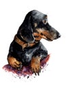 Watercolor dog illustration. Dachshund portrait