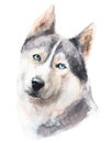 Watercolor dog illustration. Portrait husky with beautiful blue eyes. Royalty Free Stock Photo