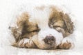 Watercolor dog sleeping on floor with abstract color on white paper background. Painting of beautiful artwork.