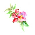 Watercolor dogrose branch with flower - vector illustration