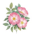 Watercolor dogrose illustration Royalty Free Stock Photo