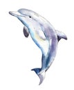 Watercolor dolphin, hand-drawn illustration isolated on white.