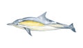 Watercolor dolphin hand Drawn Illustration