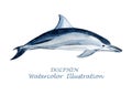 Watercolor dolphin illustration.