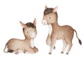 Watercolor Donkey Illustrations, Baby Donkey Clip Art, Farm Animals Royalty Free Stock Photo