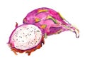 Watercolor dragon fruit, pitaya