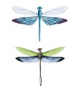 Watercolor dragonflies Royalty Free Stock Photo