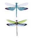 Watercolor dragonflies