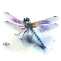 Watercolor Dragonfly Animal Illustration Isolated on White Background.