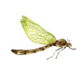 Watercolor dragonfly with green wings isolated on white. Flying dragonfly illustration hand drawn. Colorful sketch Royalty Free Stock Photo