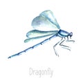 Watercolor dragonfly illustration.