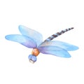 Watercolor dragonfly isolated on white. Colorful Hand drawn flying blue insect Royalty Free Stock Photo