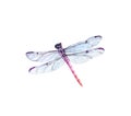 Watercolor dragonfly. Realistic insect painting isolated on white. Detailed wings and purple body. Hand painted summer Royalty Free Stock Photo