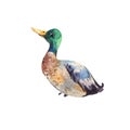 Watercolor drake, male duck. Illustration of bird Royalty Free Stock Photo