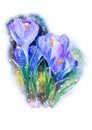 Watercolor draw of crocus flower