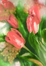 Watercolor draw o red tulips